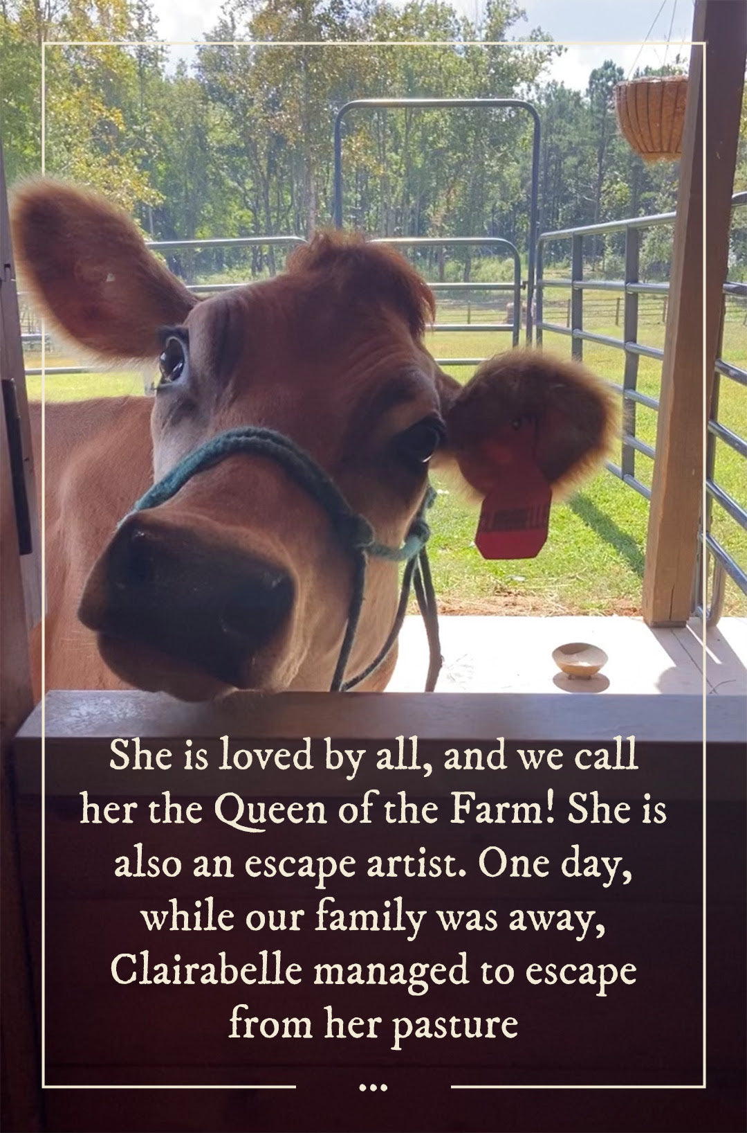 The Adventures of Our Family Cow!