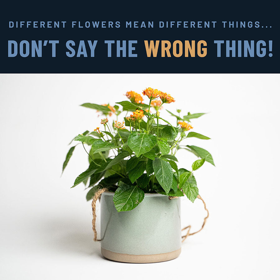 HELP! What Do These Flowers Mean???